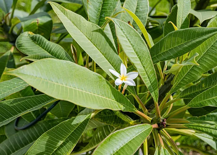 Infinityviews Madeira Câmara de Lobos